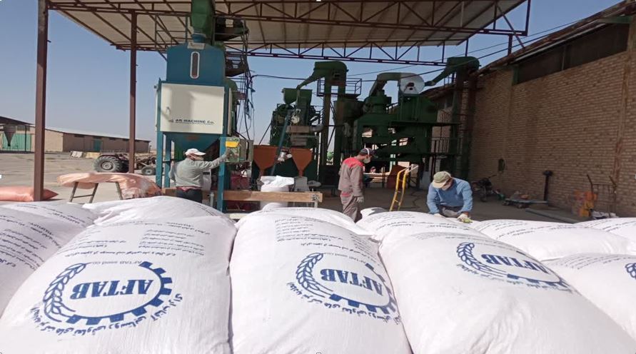 تولید انواع بذر هیبرید گندم دیم، جو آبی و نخود دیم